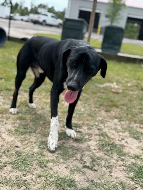 Enlarge DUKE, a ADOPTABLE mixed breed in Lynn Haven, FL image 2/6