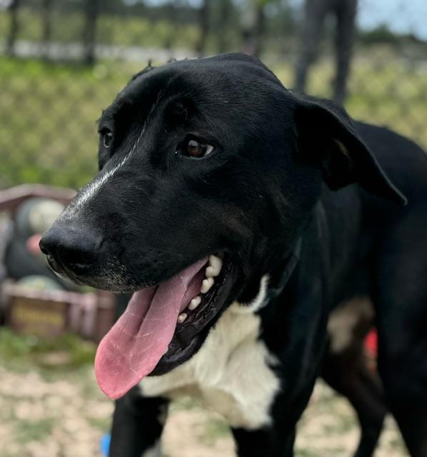 Enlarge DUKE, a ADOPTABLE mixed breed in Lynn Haven, FL image 1/6