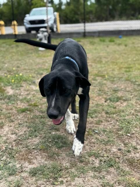 Enlarge DUKE, a ADOPTABLE mixed breed in Lynn Haven, FL image 6/6