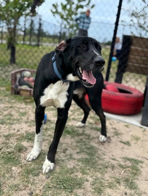 Enlarge DUKE, a ADOPTABLE mixed breed in Lynn Haven, FL image 4/6