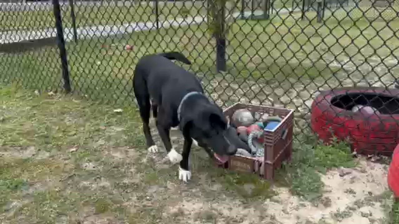 Enlarge DUKE, a ADOPTABLE mixed breed in Lynn Haven, FL video 3/6