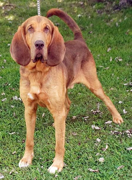 Enlarge Cletus, a Adoptable Bloodhound in Maynardville, TN image 2/6