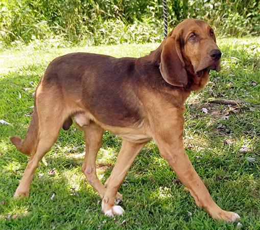 Enlarge Cletus, a Adoptable Bloodhound in Maynardville, TN image 3/6