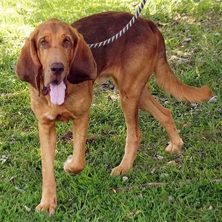 Enlarge Cletus, a Adoptable Bloodhound in Maynardville, TN image 1/6