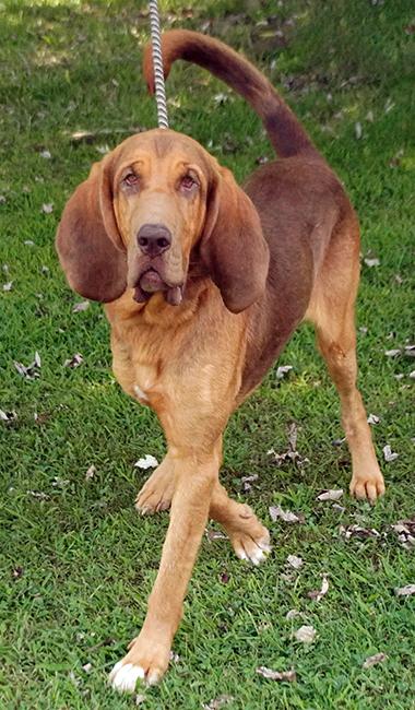 Enlarge Cletus, a Adoptable Bloodhound in Maynardville, TN image 4/6