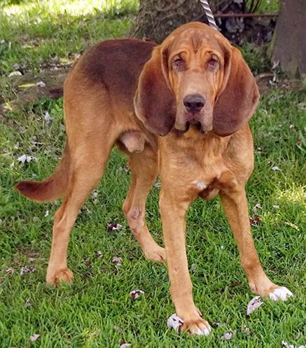 Enlarge Cletus, a Adoptable Bloodhound in Maynardville, TN image 5/6