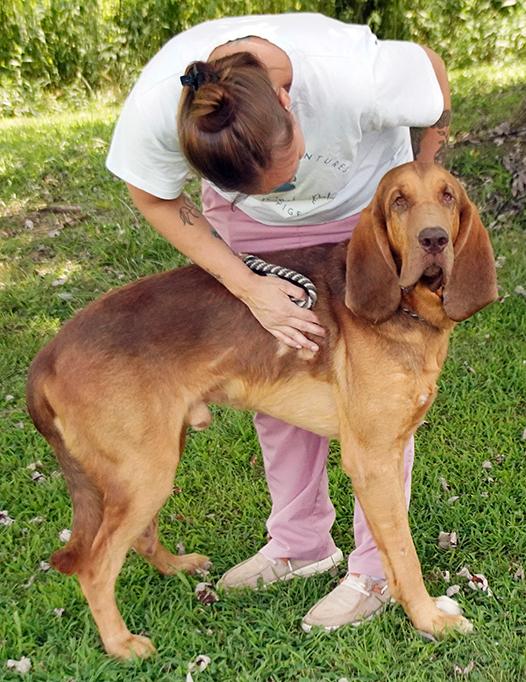 Enlarge Cletus, a Adoptable Bloodhound in Maynardville, TN image 6/6