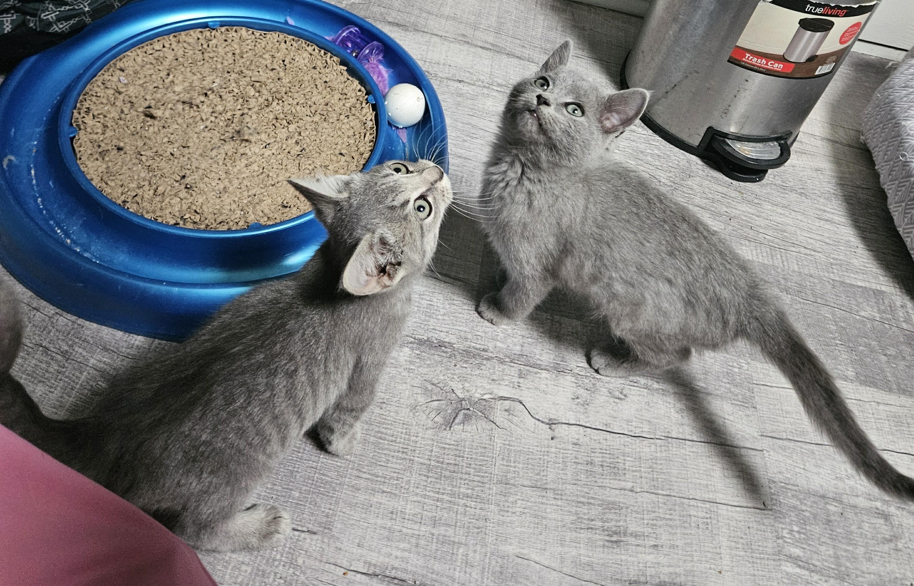 Enlarge Ash, an adopted Domestic Short Hair in Loogootee, IN image 3/3