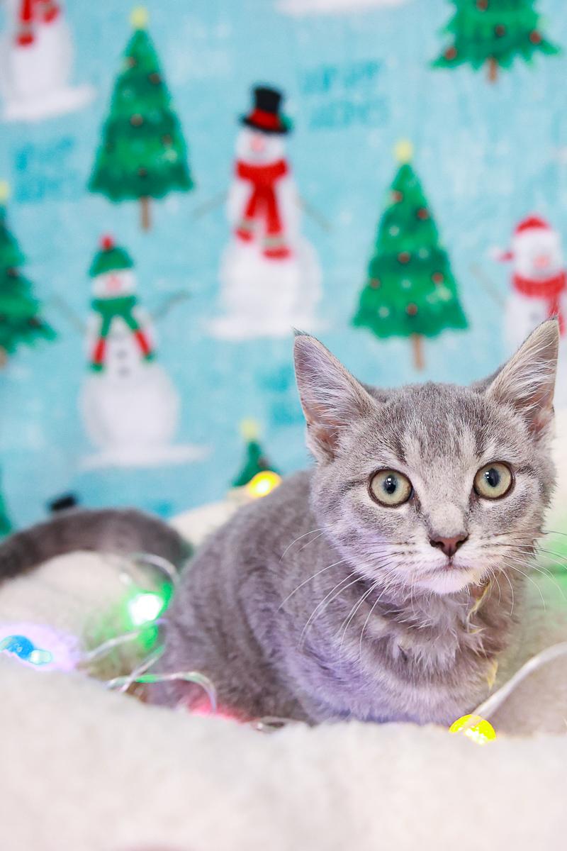 Enlarge Ash, an adopted Domestic Short Hair in Loogootee, IN image 1/3