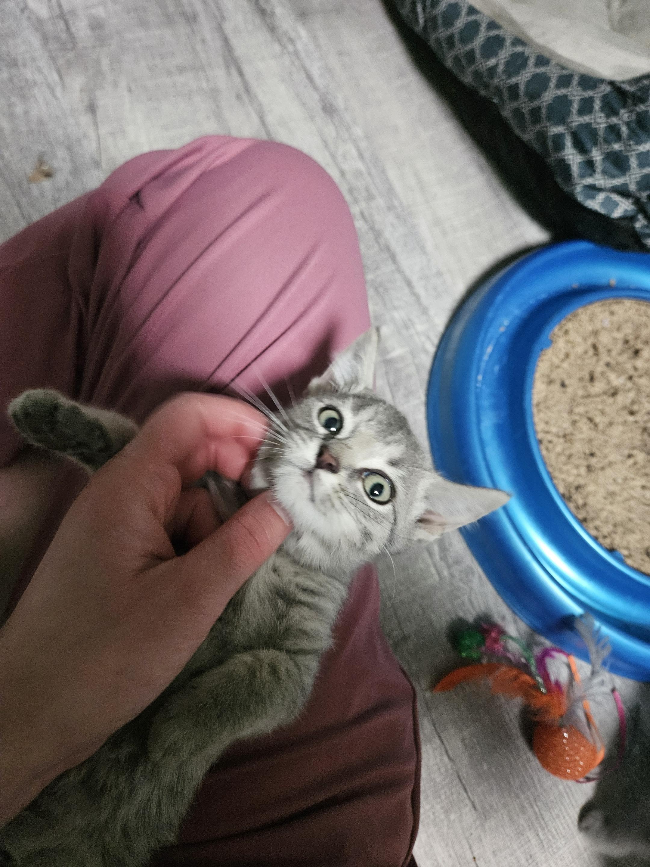 Enlarge Ash, an adopted Domestic Short Hair in Loogootee, IN image 2/3