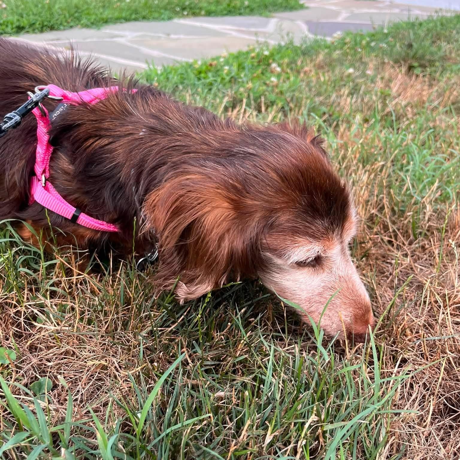 Elsie, an adopted Dachshund (Long Haired) in Rockville, MD image 6/6
