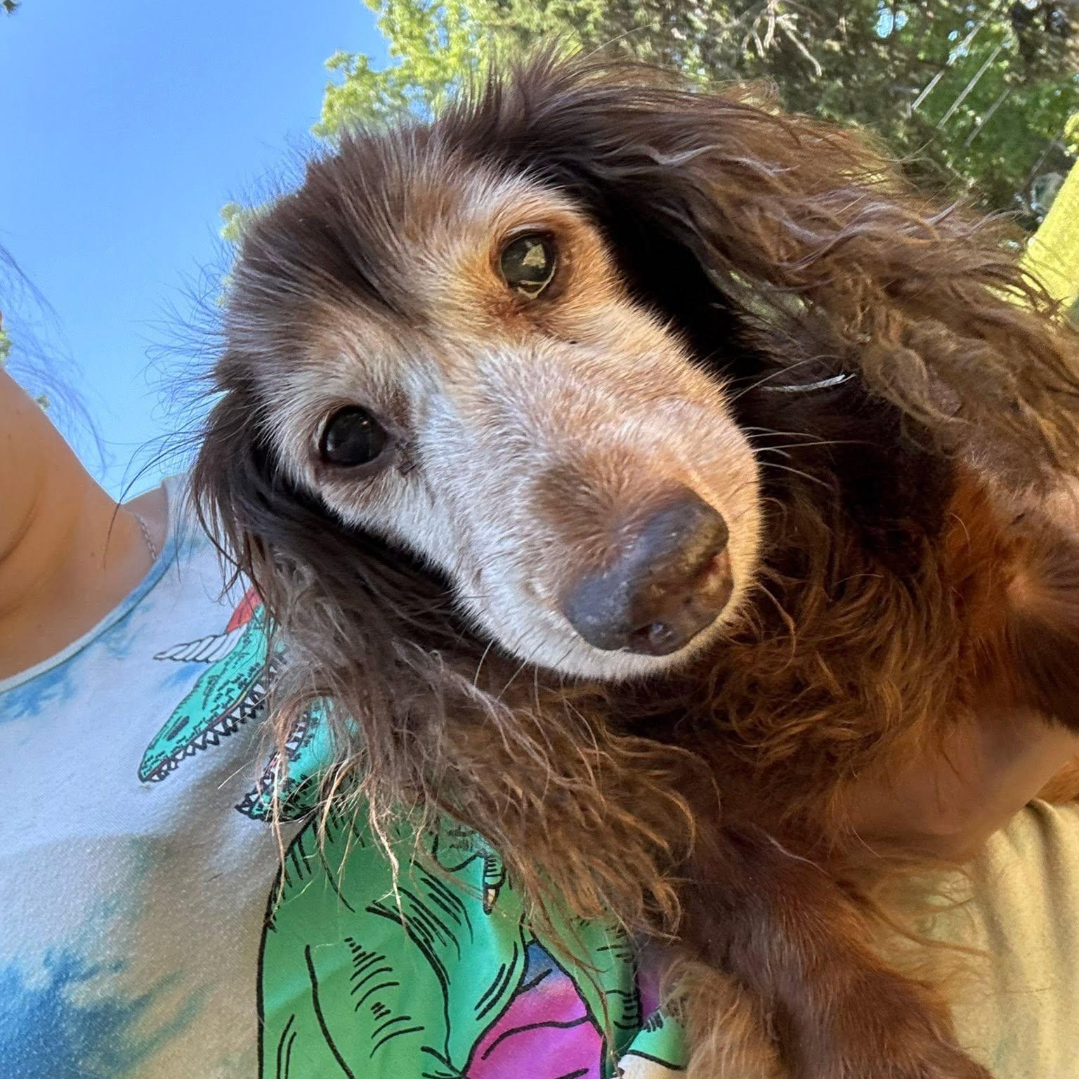 Elsie, adopted, Senior Female Dachshund (Long Haired).