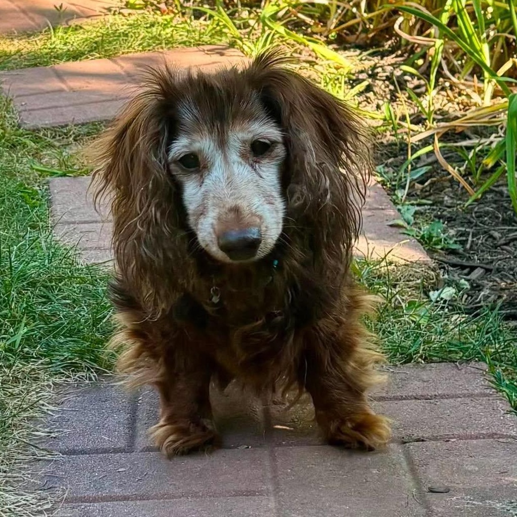 Elsie, an adopted Dachshund (Long Haired) in Rockville, MD image 4/6