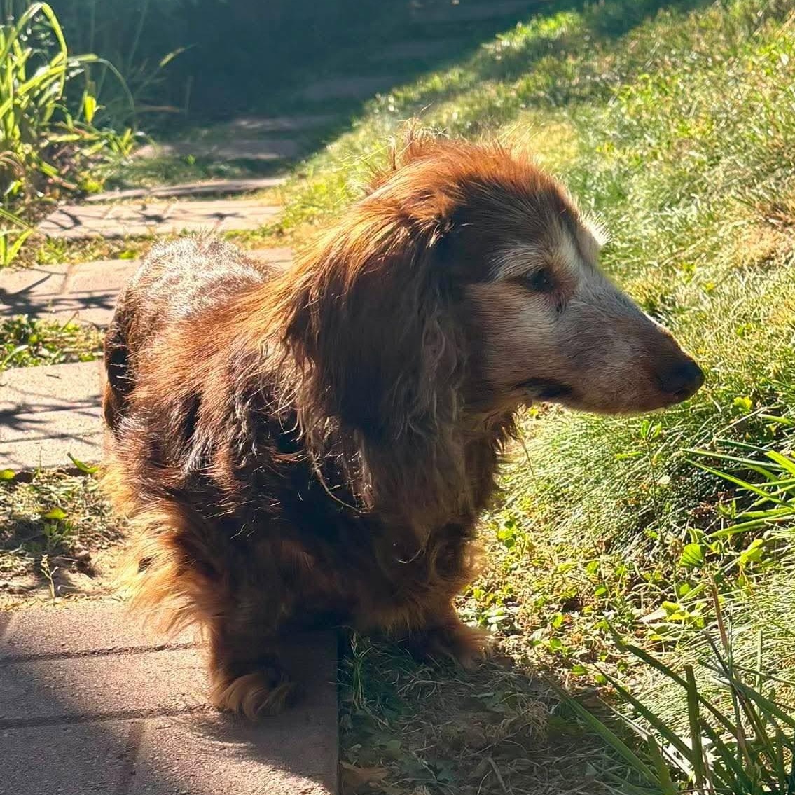 Elsie, an adopted Dachshund (Long Haired) in Rockville, MD image 2/6