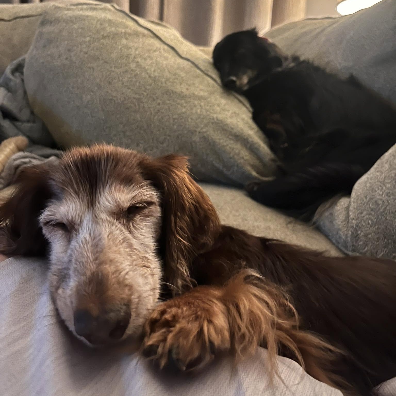 Elsie, an adopted Dachshund (Long Haired) in Rockville, MD image 3/6
