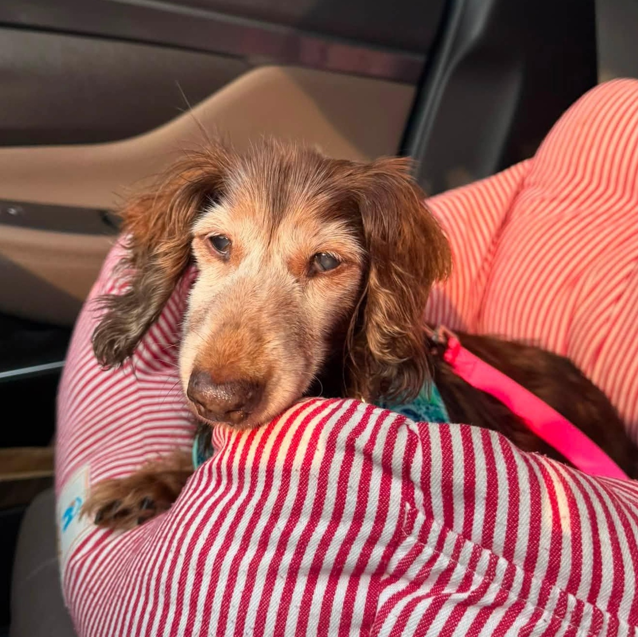 Elsie, an adopted Dachshund (Long Haired) in Rockville, MD image 5/6