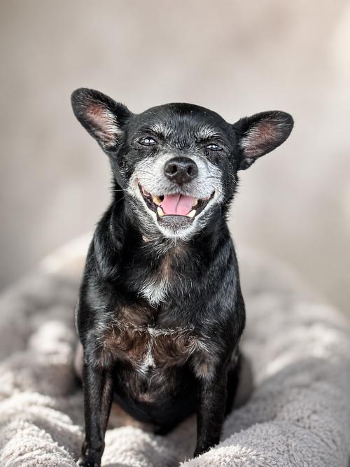 Enlarge Princess, a Adoptable Chihuahua in Carlise , AR image 1/1