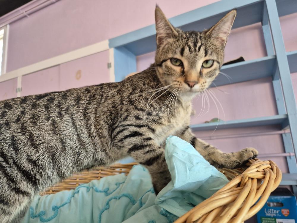 Enlarge Calgary, a ADOPTABLE mixed breed in Wild Rose, WI image 2/3