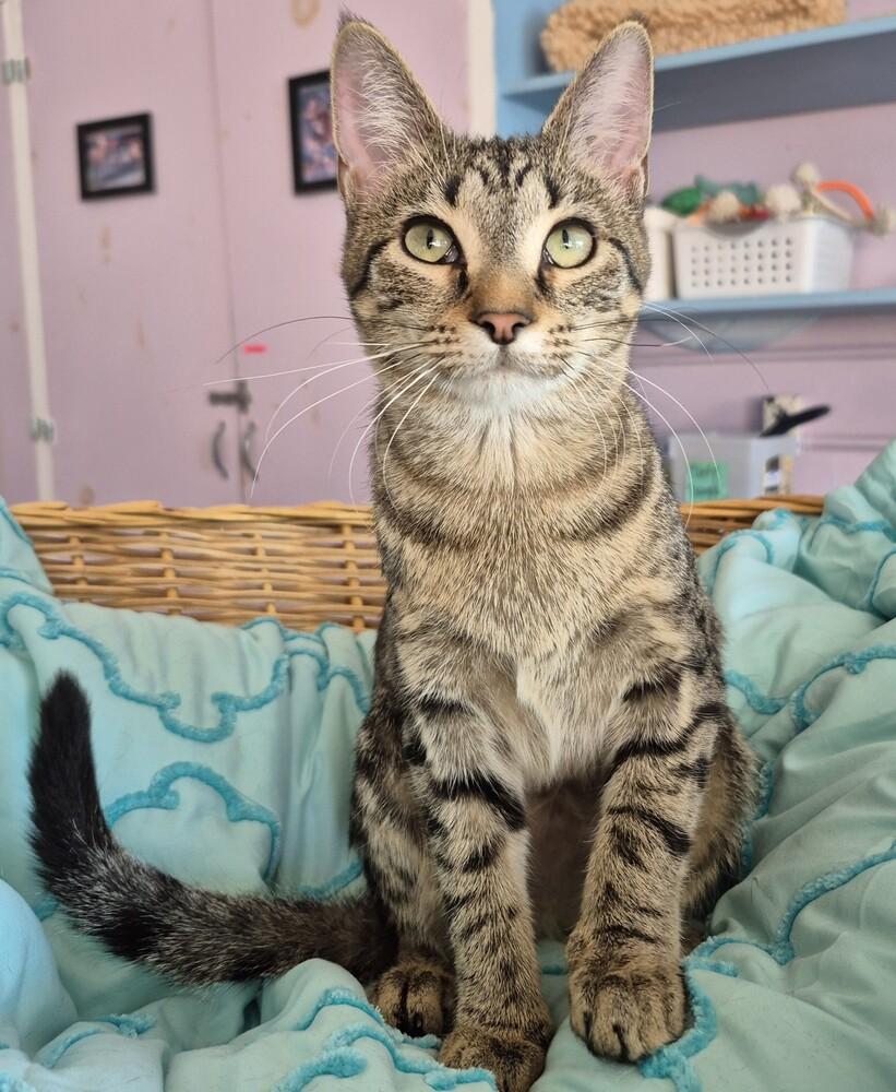 Calgary, ADOPTABLE, Kitten Female Domestic Short Hair.