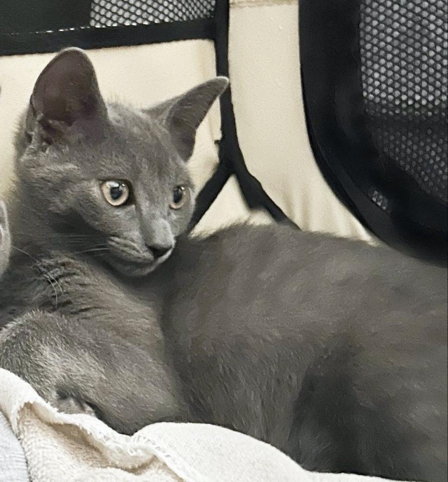 Enlarge Joey, a Adoptable Domestic Short Hair in Silver Spring, MD image 2/3
