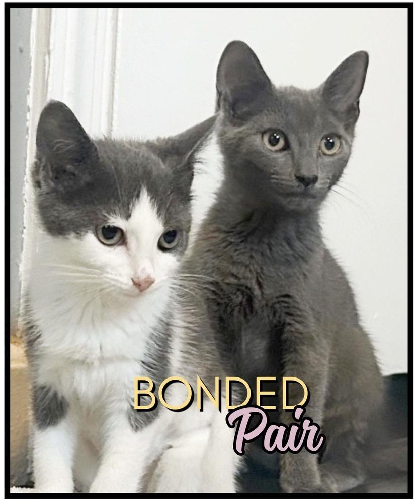Joey, Adoptable, Kitten Female Domestic Short Hair.
