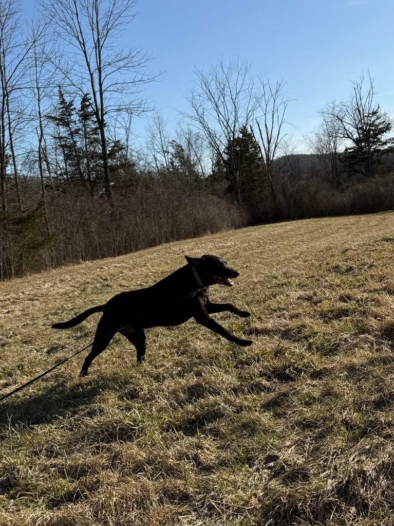 Enlarge Asher, an adopted mixed breed in Wilder, VT image 2/6