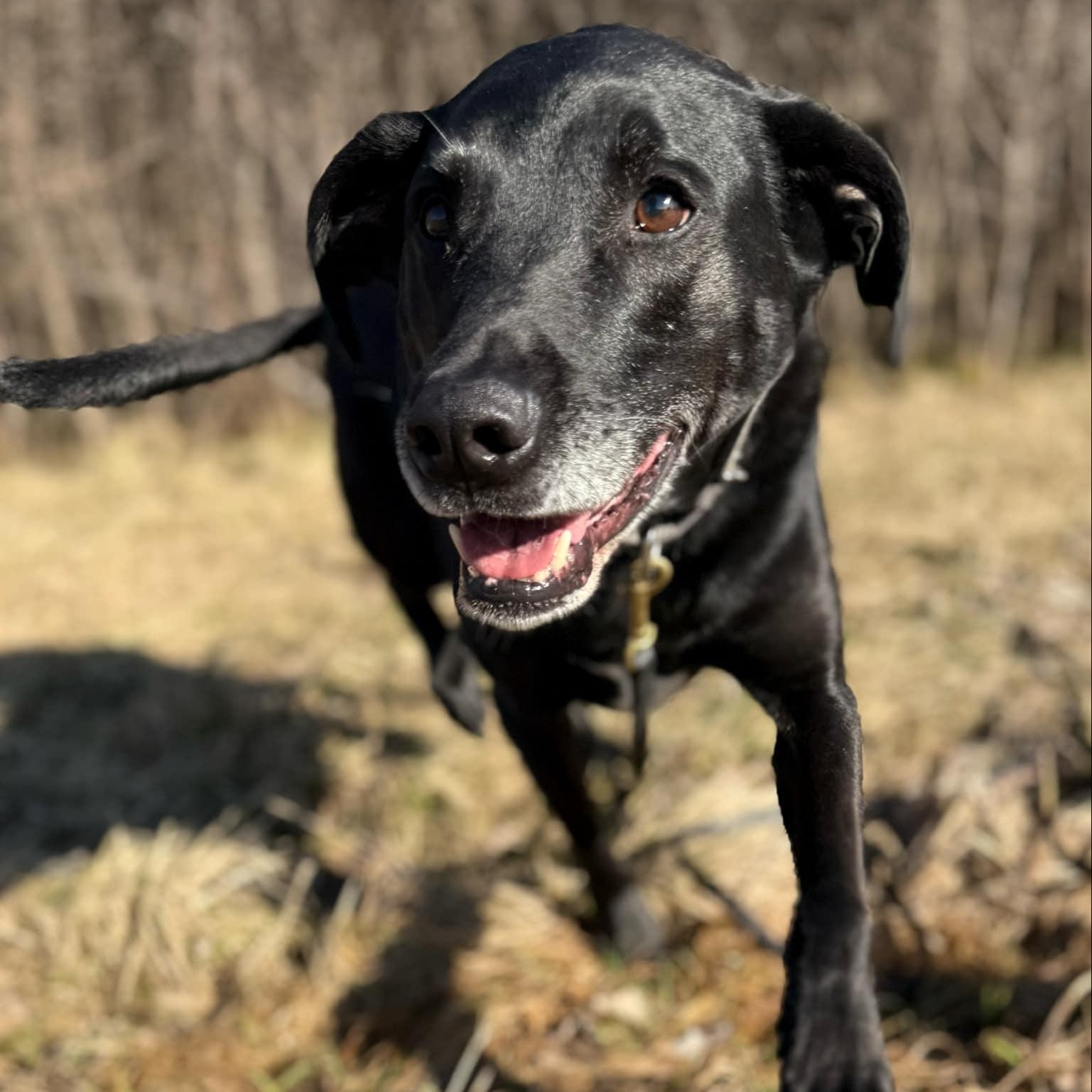 Enlarge Asher, an adopted mixed breed in Wilder, VT image 1/6