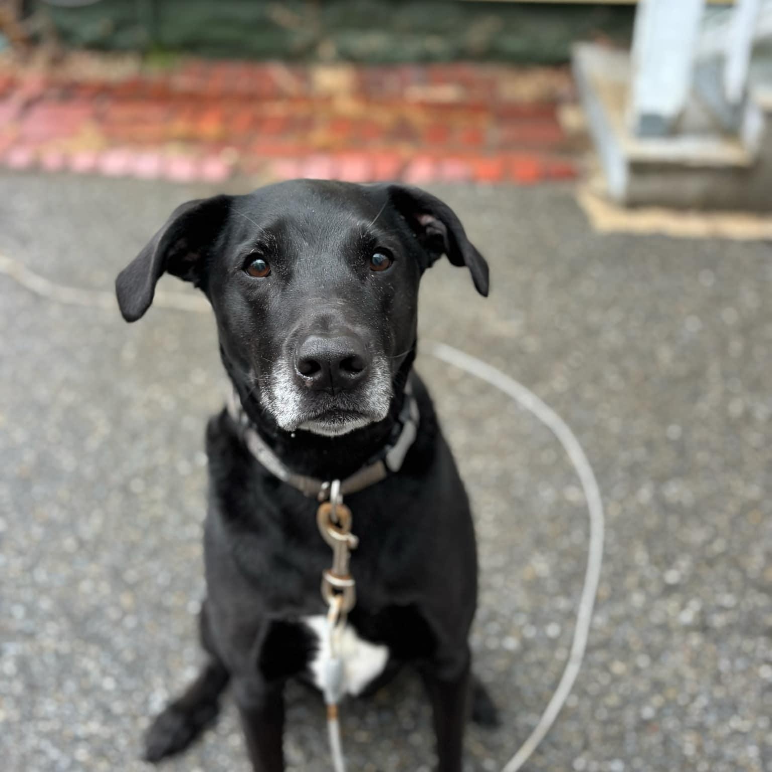 Enlarge Asher, an adopted mixed breed in Wilder, VT image 3/6