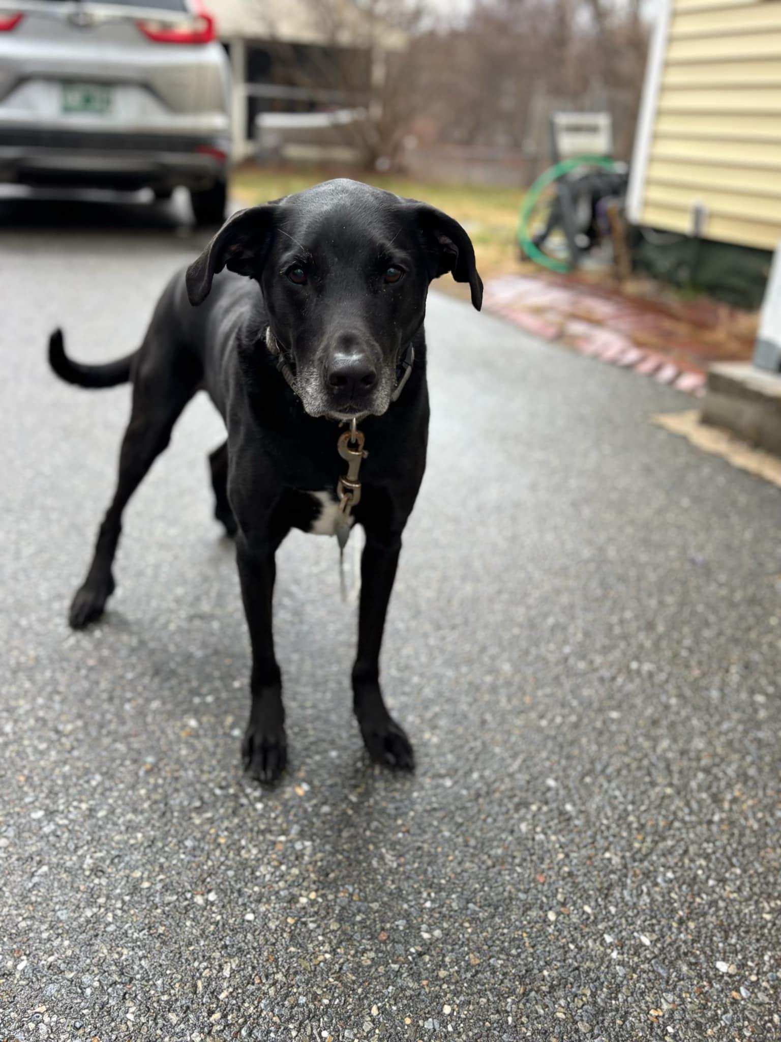 Enlarge Asher, an adopted mixed breed in Wilder, VT image 6/6