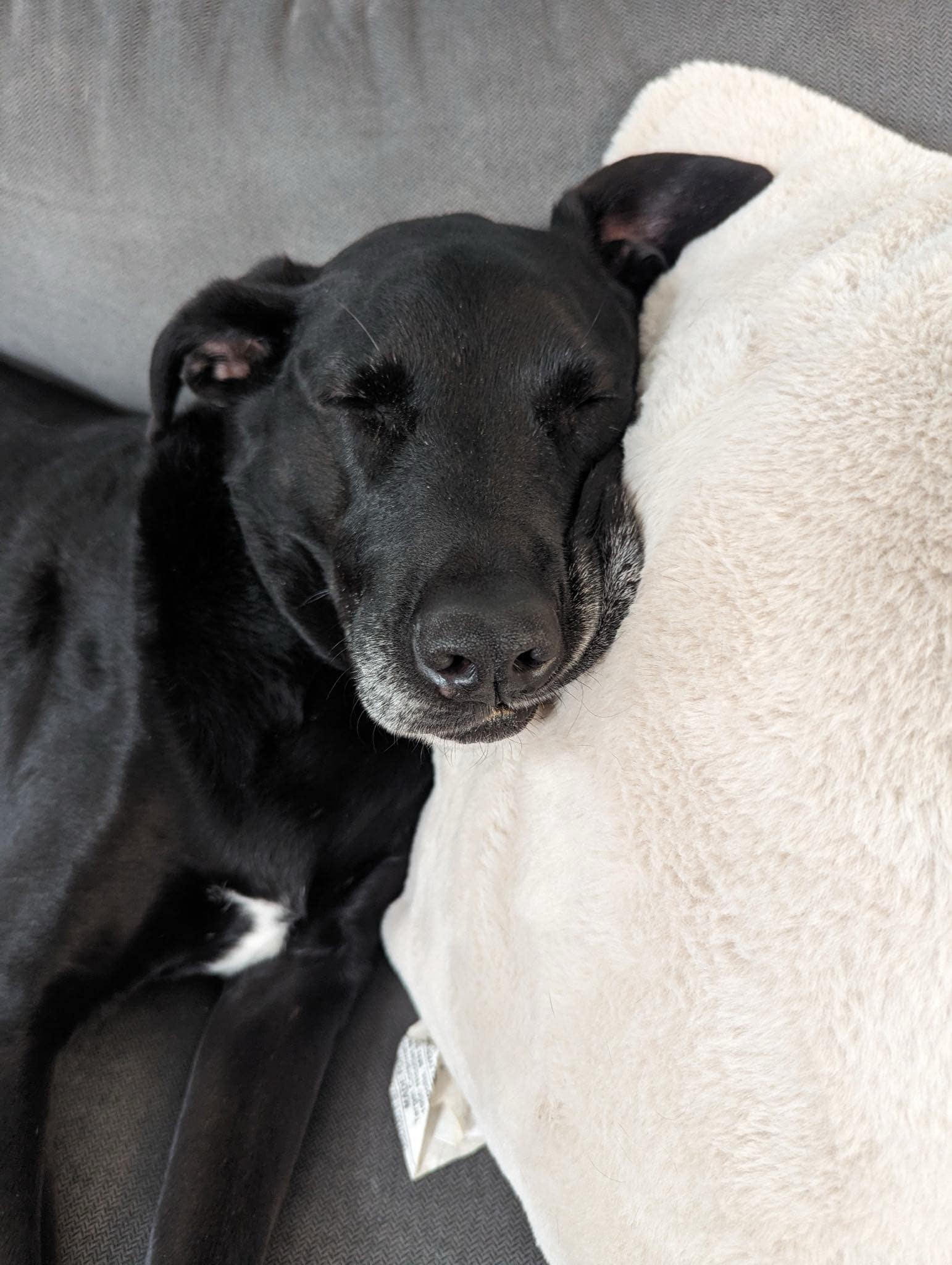 Enlarge Asher, an adopted mixed breed in Wilder, VT image 5/6