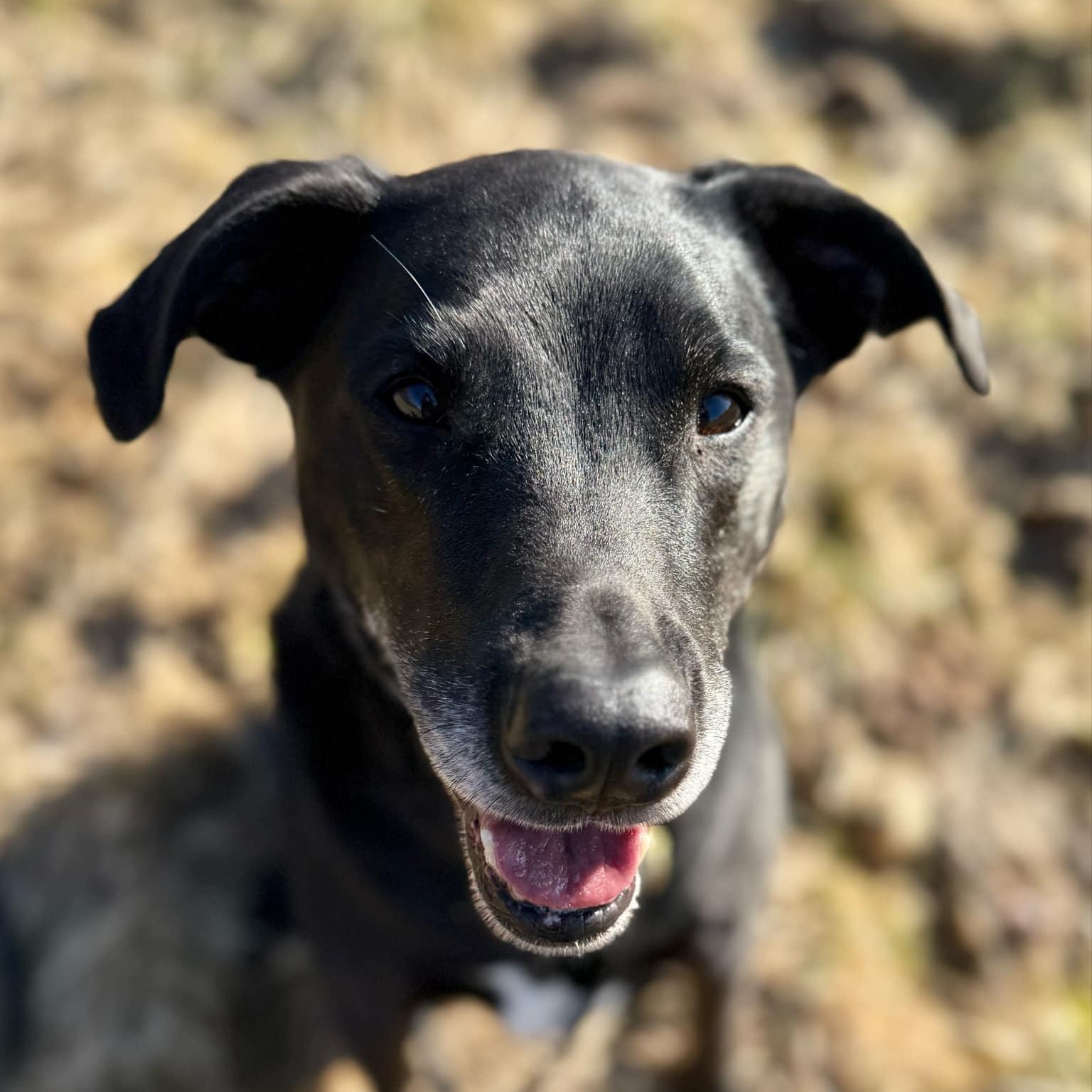 Enlarge Asher, an adopted mixed breed in Wilder, VT image 4/6