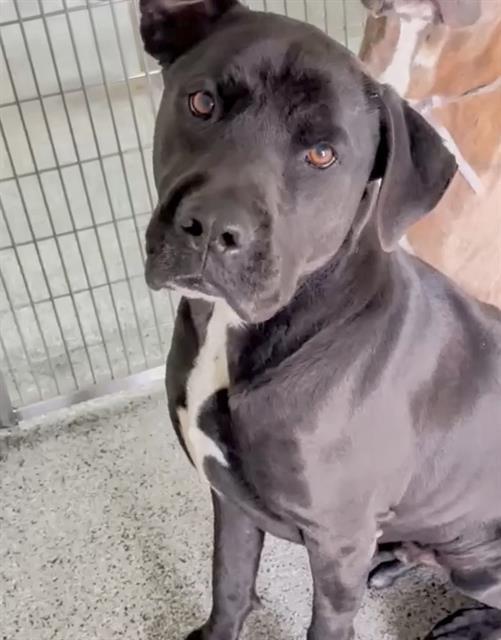 Enlarge BENJI, a Adoptable mixed breed in Houston, TX image 1/1