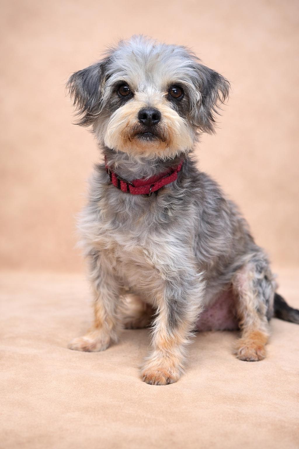 Enlarge Milton, a Adoptable mixed breed in San Pedro, CA image 2/5
