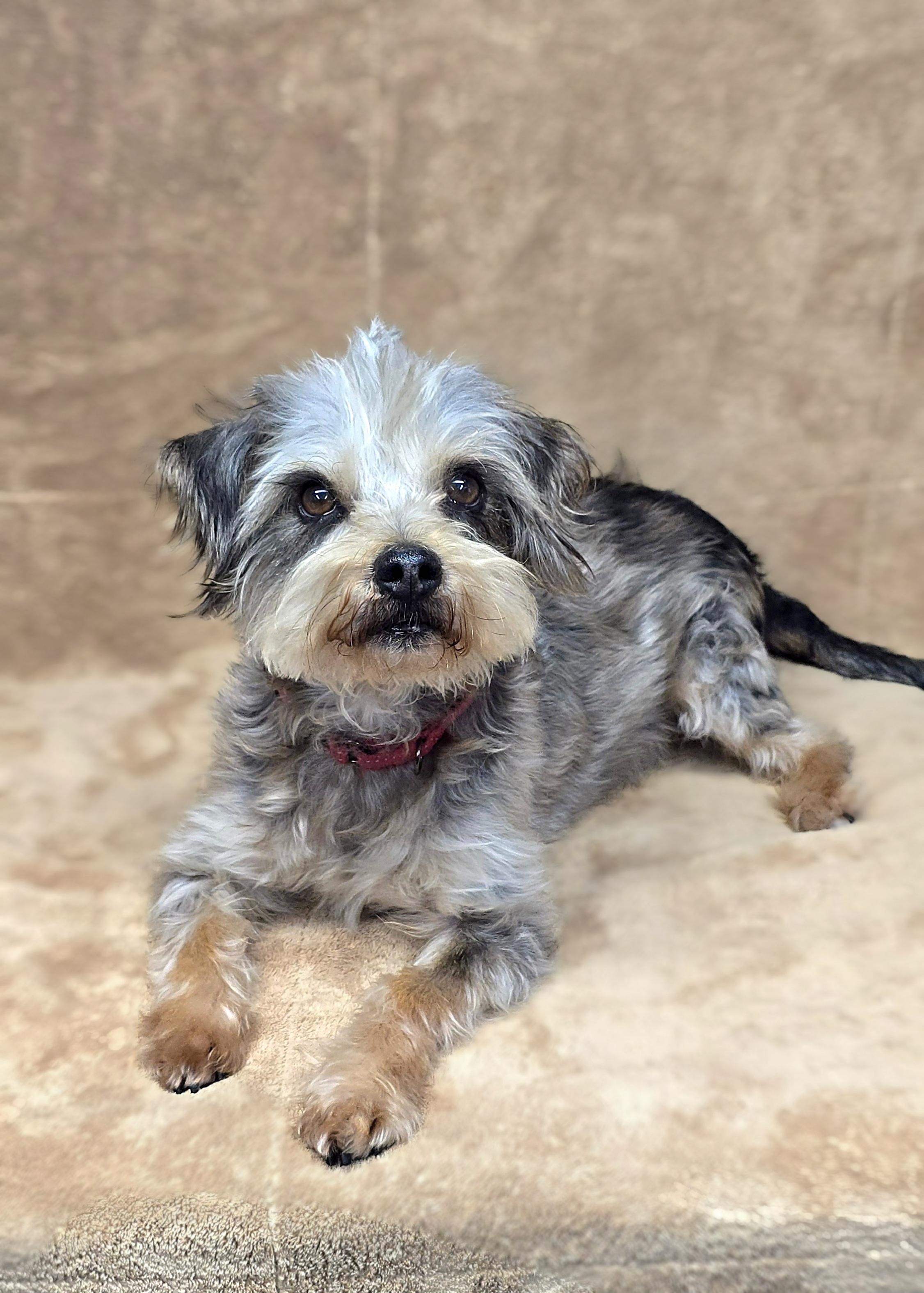 Enlarge Milton, a Adoptable mixed breed in San Pedro, CA image 3/5
