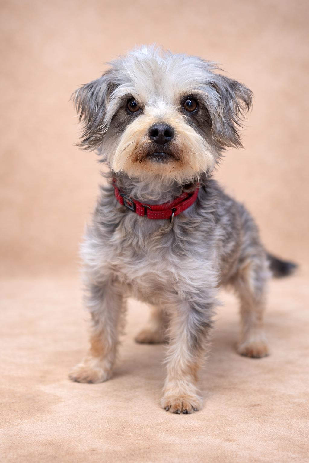 Enlarge Milton, a Adoptable mixed breed in San Pedro, CA image 5/5