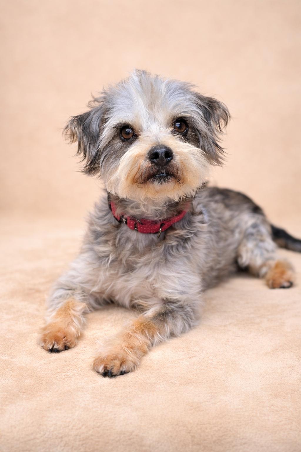 Enlarge Milton, a Adoptable mixed breed in San Pedro, CA image 4/5