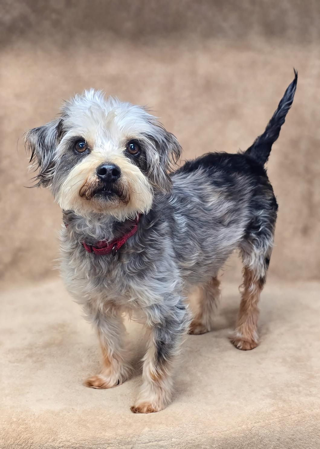 Milton, Adoptable, Adult Male Yorkshire Terrier & Miniature Poodle.