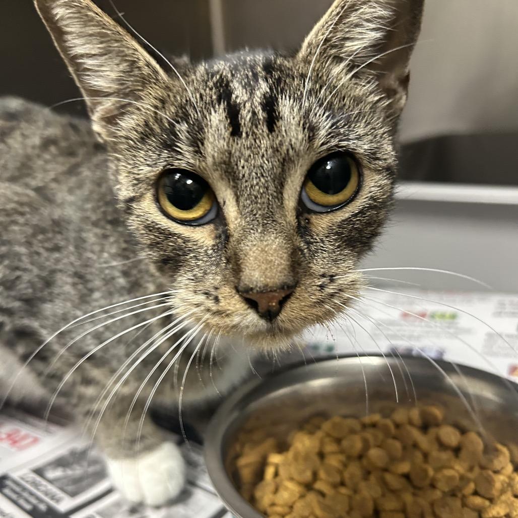 Enlarge Lolita, a Adoptable Domestic Short Hair in Bryan, TX image 1/1