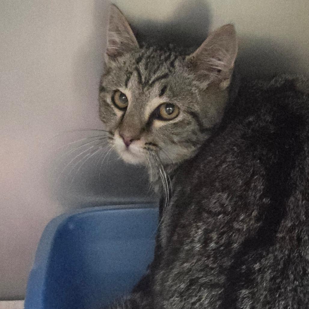 Enlarge Walker-I'm in a foster home! Call to meet with me!, a Adoptable Domestic Short Hair in Bristol, IN image 1/6