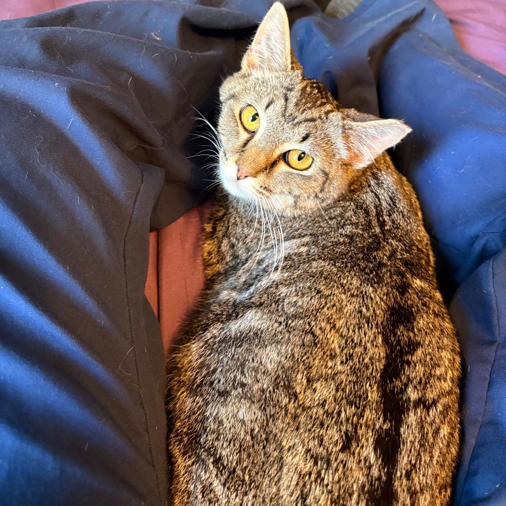 Walker, Adoptable, Young Male Domestic Short Hair.
