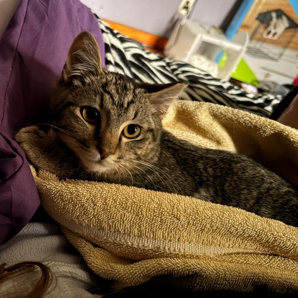 Enlarge Walker, a Adoptable Domestic Short Hair in Bristol, IN image 2/6