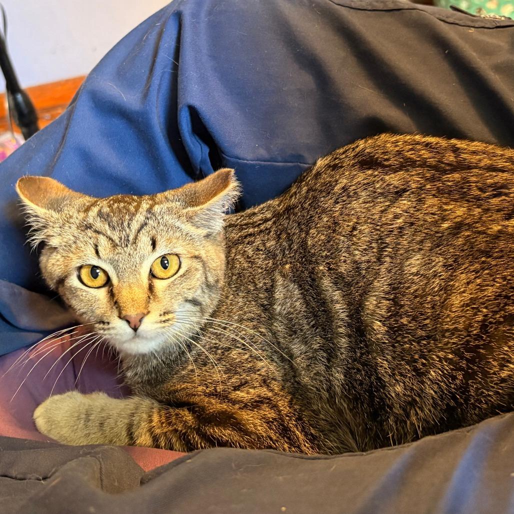 Enlarge Walker, a Adoptable Domestic Short Hair in Bristol, IN image 3/6