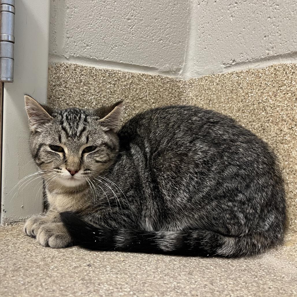 Enlarge Walker-I'm in a foster home! Call to meet with me!, a Adoptable Domestic Short Hair in Bristol, IN image 2/6