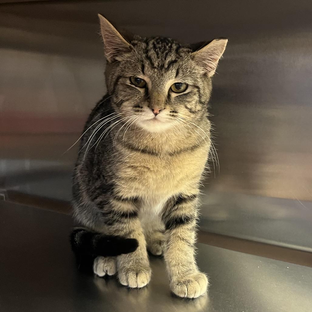 Enlarge Walker-I'm in a foster home! Call to meet with me!, a Adoptable Domestic Short Hair in Bristol, IN image 3/6