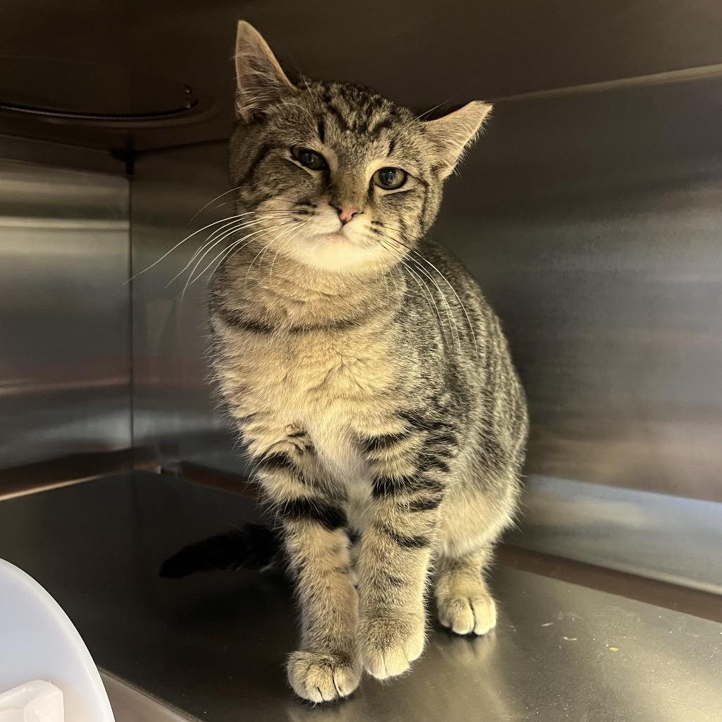 Enlarge Walker-I'm in a foster home! Call to meet with me!, a Adoptable Domestic Short Hair in Bristol, IN image 4/6
