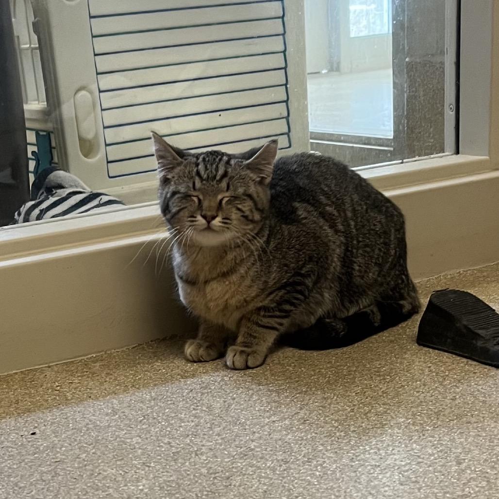 Enlarge Walker-I'm in a foster home! Call to meet with me!, a Adoptable Domestic Short Hair in Bristol, IN image 5/6
