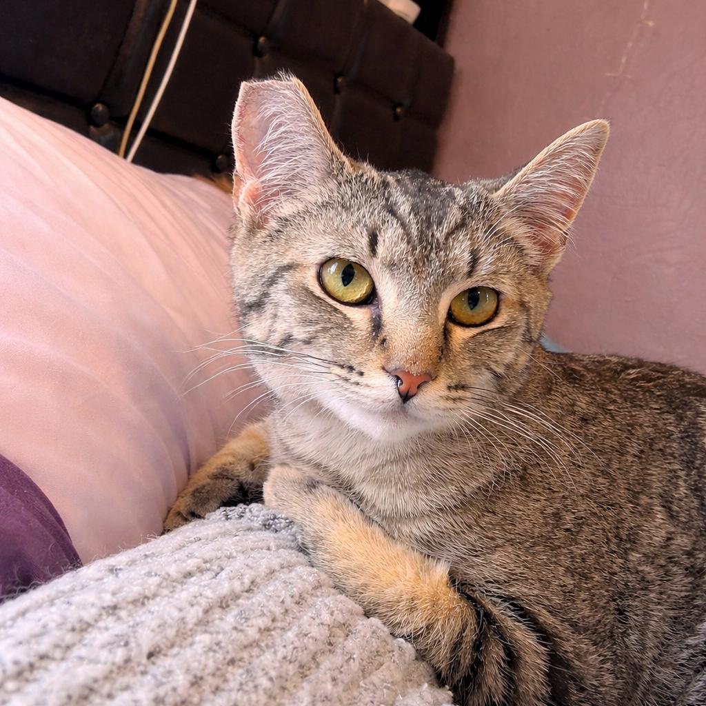 Enlarge Walker, a Adoptable Domestic Short Hair in Bristol, IN image 5/6