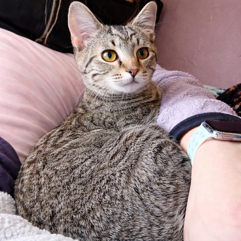 Enlarge Walker-I'm in a foster home! Call to meet with me!, a Adoptable Domestic Short Hair in Bristol, IN image 6/6
