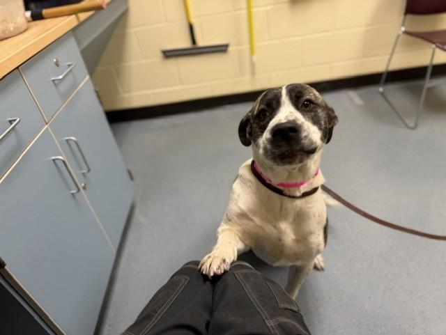 CORAL, Adoptable, Adult Female Labrador Retriever & Pit Bull Terrier.