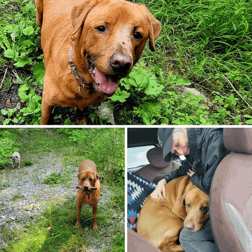 BOOG, Adopted, Adult Male Rhodesian Ridgeback.